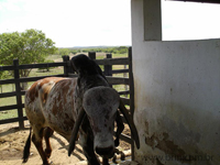 agroce01