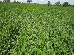 agrogo01