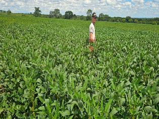 agrogo01