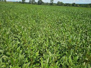 agrogo01