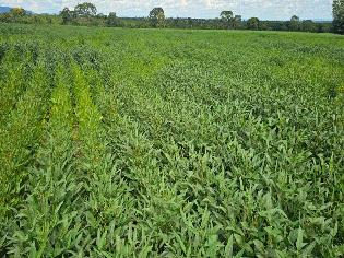 agrogo01