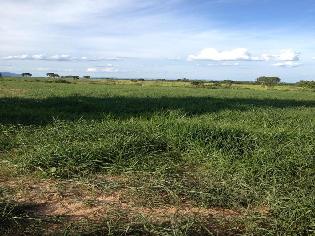 agrogo01