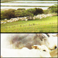 agrooe01