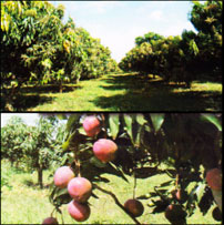agrooe01