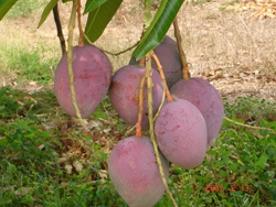 agrooe07