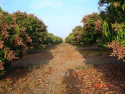 agrooe07