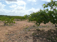 agrooe08