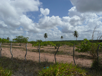agrooe08