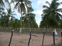 agrooe08