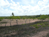 agrooe08