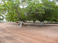 agrooe08