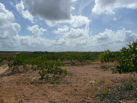 agrooe08