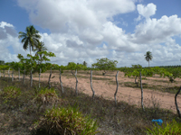 agrooe08
