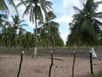 agrooe08