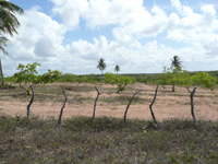 agrooe08