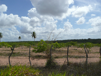 agrooe08