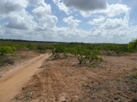 agrooe08