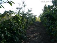 agrope21