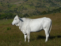 agrope24