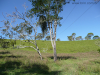 agrope25