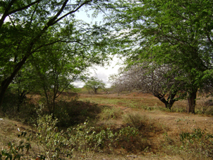 agrope32