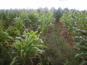 agrope32